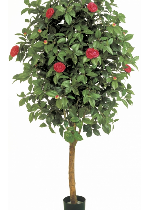 6' CAMELIA VINE TREE 170 cm