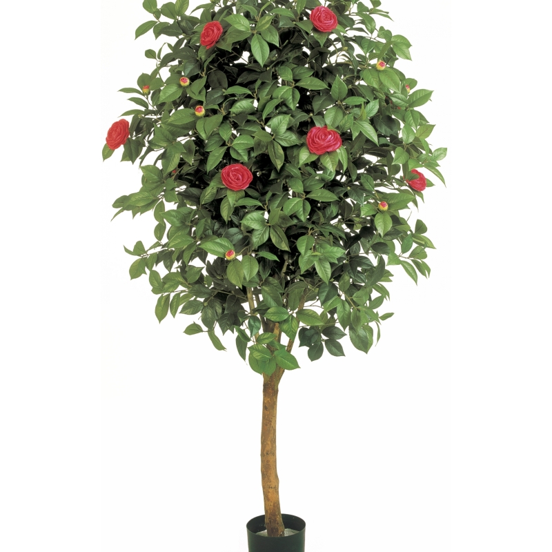 6' CAMELIA VINE TREE 170 cm