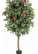 6' CAMELIA VINE TREE 170 cm