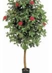6' CAMELIA VINE TREE 170 cm