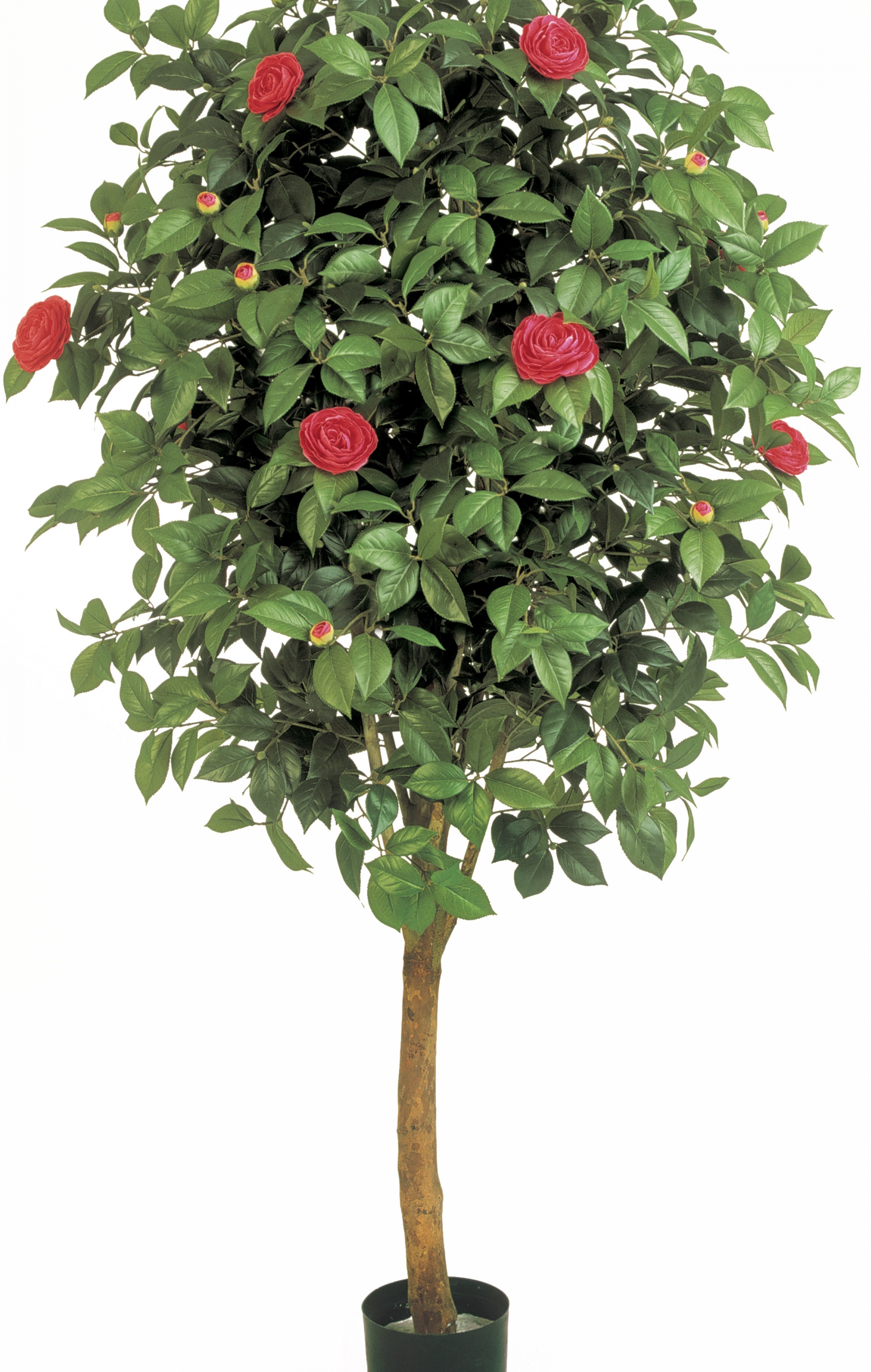 6' CAMELIA VINE TREE 170 cm