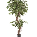 6\' FICUS CORKSCREW EXOTICA 180-210 cm