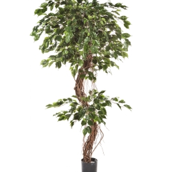 6' FICUS CORKSCREW EXOTICA 180-210 cm