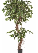 6' FICUS CORKSCREW EXOTICA 180-210 cm