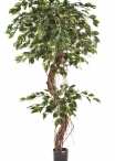 6' FICUS CORKSCREW EXOTICA 180-210 cm