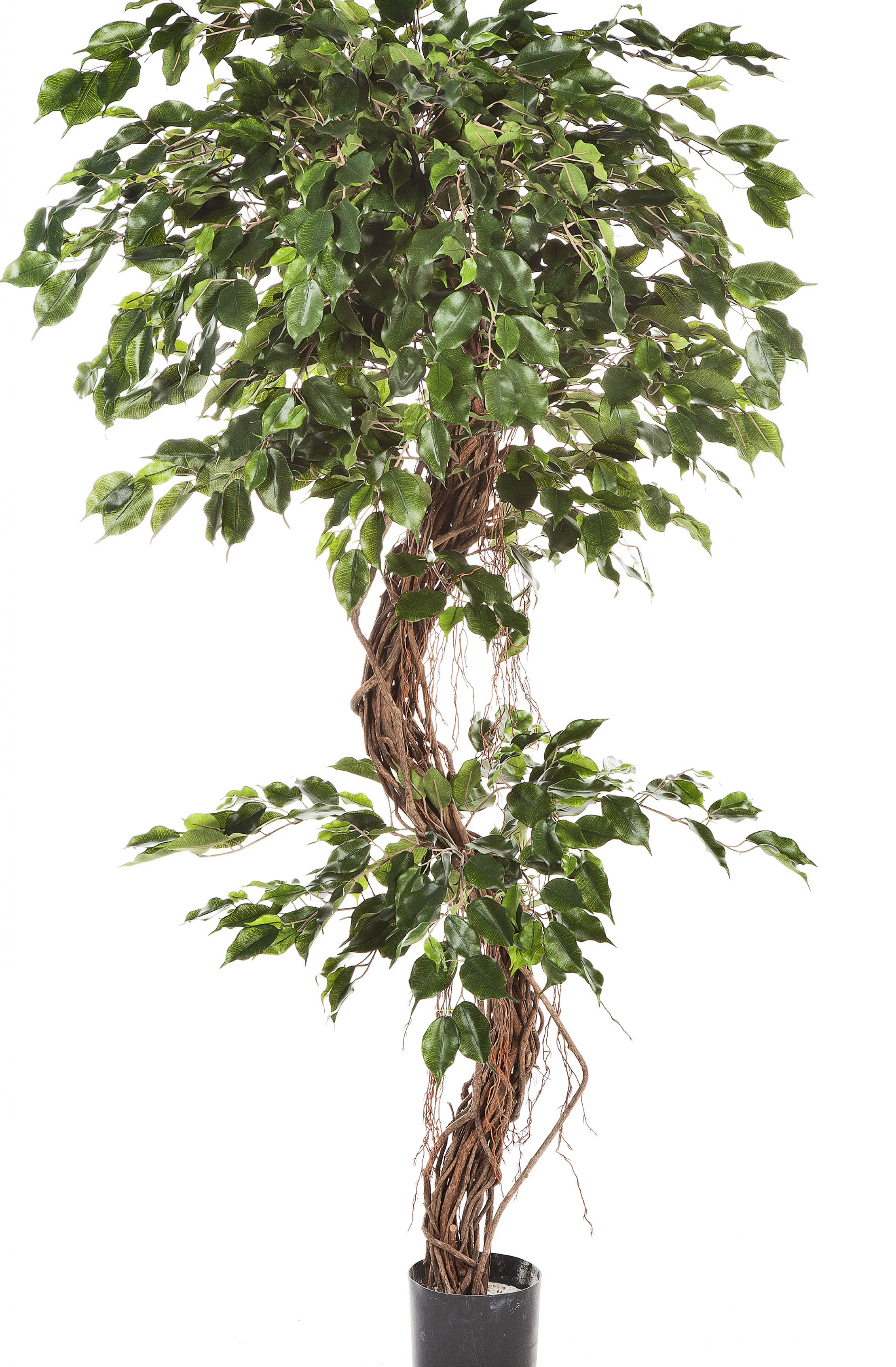 6' FICUS CORKSCREW EXOTICA 180-210 cm