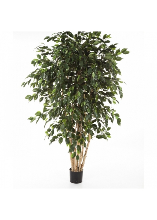 6' FICUS EXOTICA MULTI TRUNK 180-240 cm