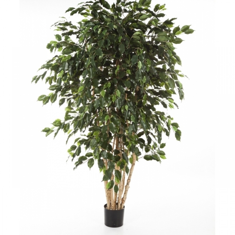 6' FICUS EXOTICA MULTI TRUNK 180-240 cm