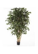 6' FICUS EXOTICA MULTI TRUNK 180-240 cm