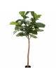 6' FICUS LYRATA SINGLE TRUNK 170-200 cm