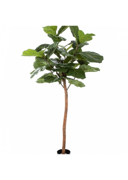 6' FICUS LYRATA SINGLE TRUNK 170-200 cm