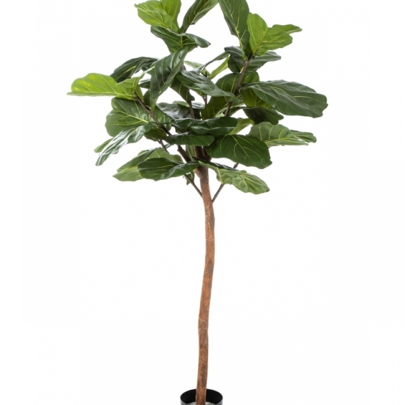 6' FICUS LYRATA SINGLE TRUNK 170-200 cm