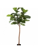 6' FICUS LYRATA SINGLE TRUNK 170-200 cm