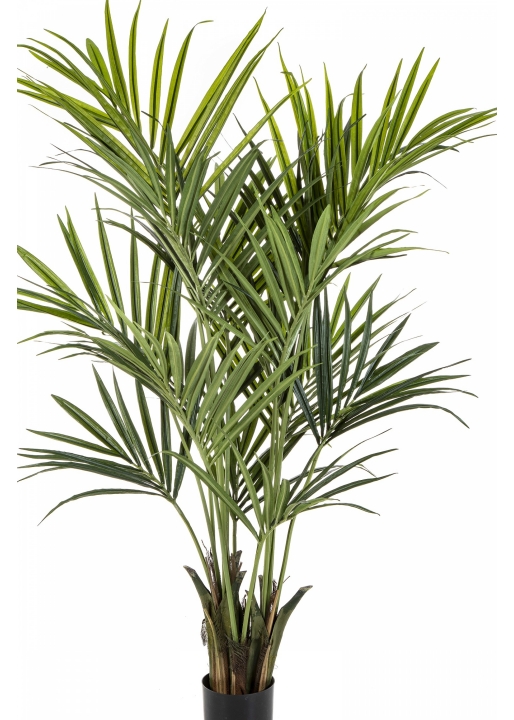 6' Flame Retardant Kentia Palm de Luxe 172-225 cm