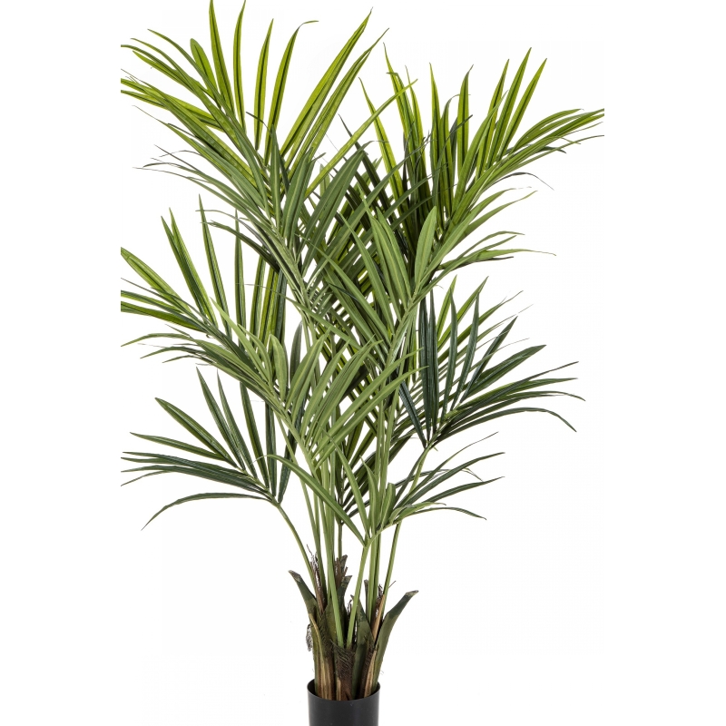 6' Flame Retardant Kentia Palm de Luxe 172-225 cm