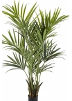 6' Flame Retardant Kentia Palm de Luxe 172-225 cm