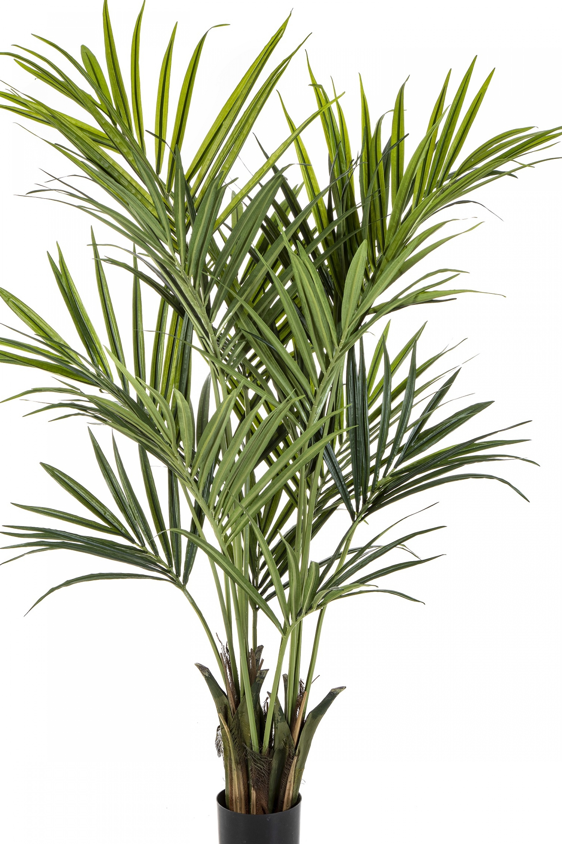 6' Flame Retardant Kentia Palm de Luxe 172-225 cm