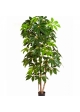 6' GIANT SCHEFFLERA TREE 190-220 cm