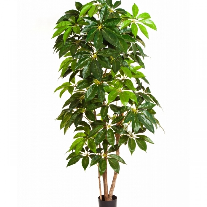 6' GIANT SCHEFFLERA TREE 190-220 cm
