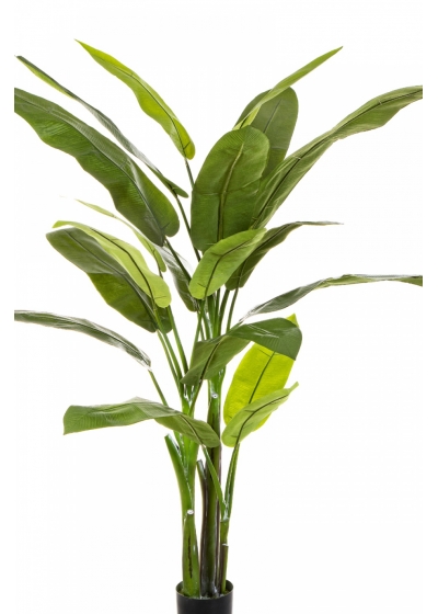 6' HELICONIA TREE 170 cm