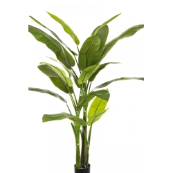 6' HELICONIA TREE 170 cm