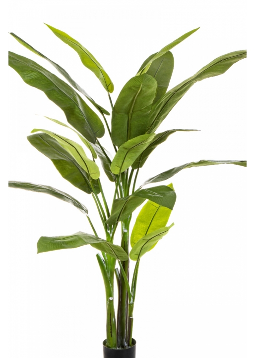 6' HELICONIA TREE 170 cm