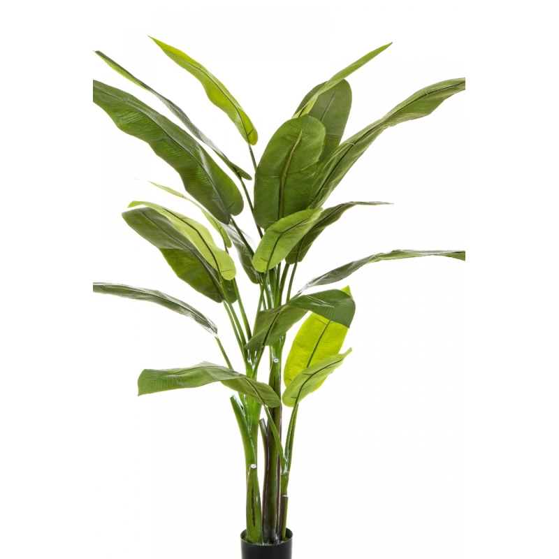 6' HELICONIA TREE 170 cm