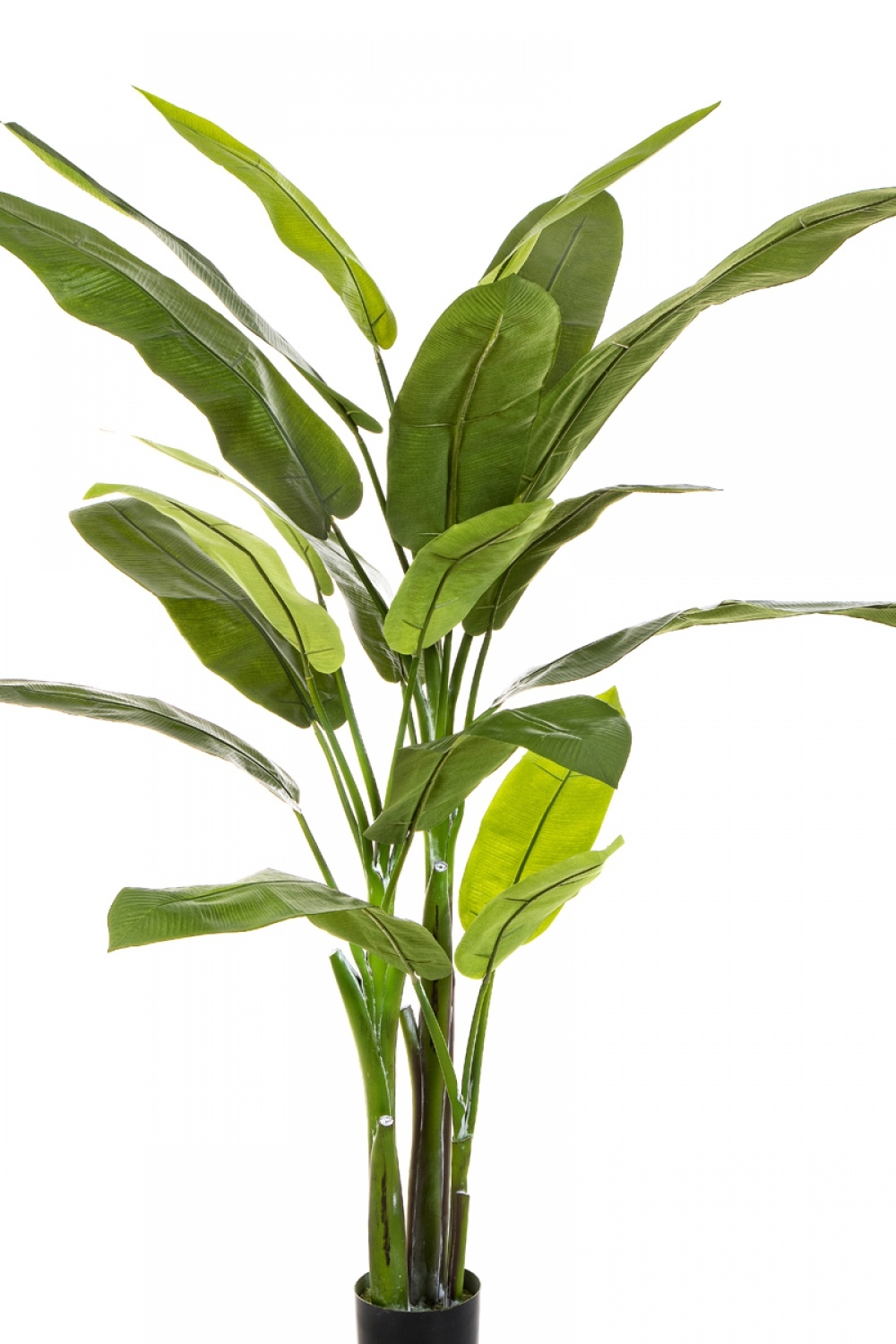 6' HELICONIA TREE 170 cm