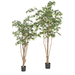 6' Natural Maple Wild Trunk 180-240 cm