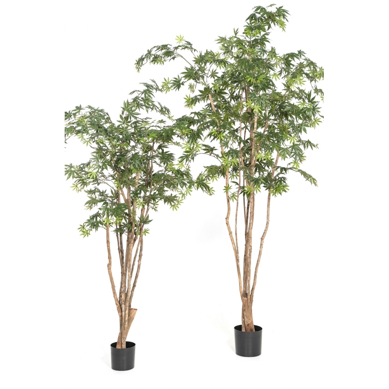6' Natural Maple Wild Trunk 180-240 cm