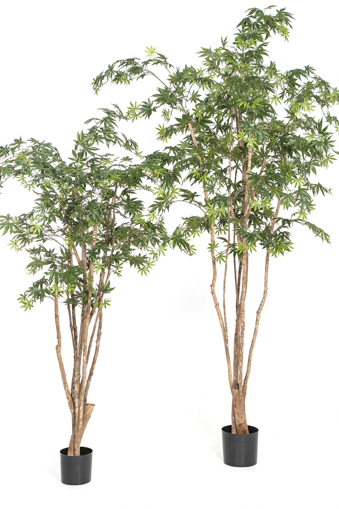 6' Natural Maple Wild Trunk 180-240 cm