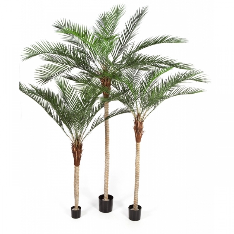 6' PHOENIX PALM WITH PLASTIC LEAF 180 cm