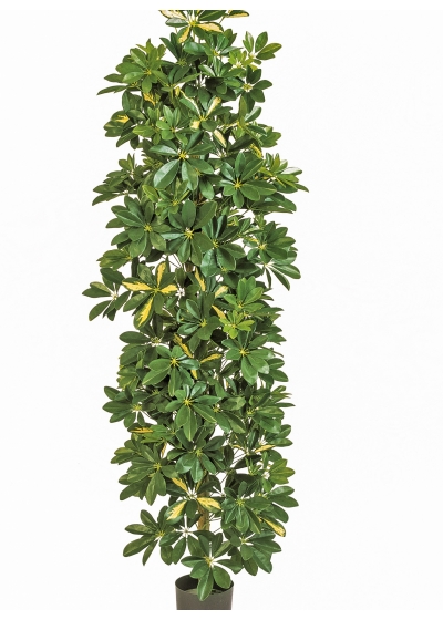 6' VARIEGATED COLUMN SCHEFFLERA 180 cm