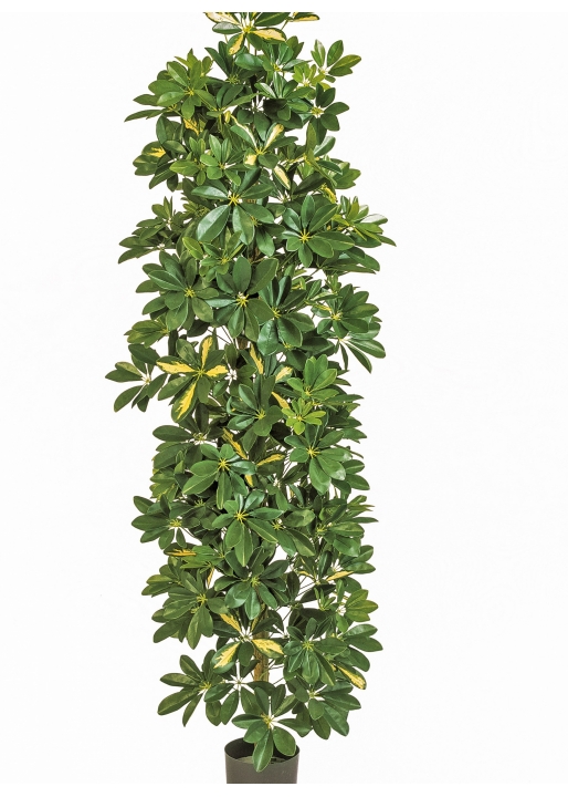 6' VARIEGATED COLUMN SCHEFFLERA 180 cm