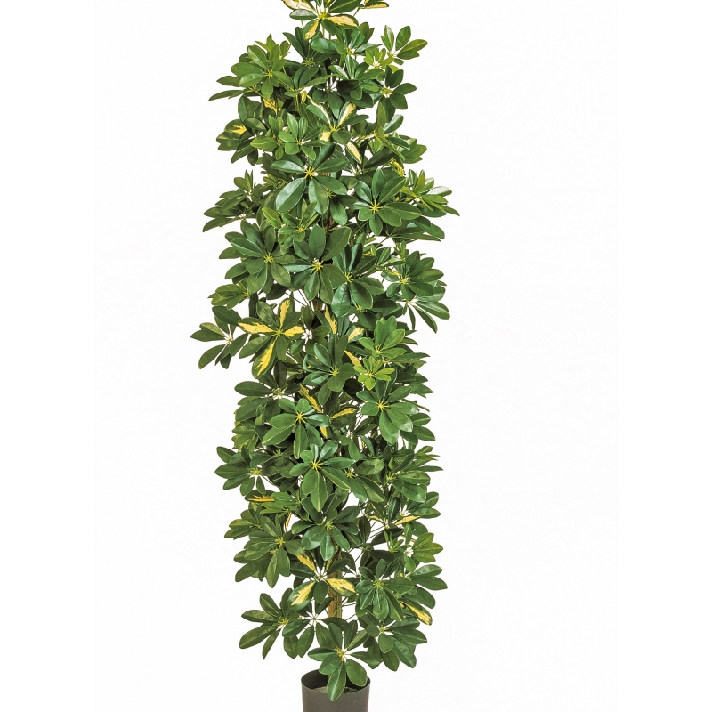 6' VARIEGATED COLUMN SCHEFFLERA 180 cm