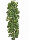 6' VARIEGATED COLUMN SCHEFFLERA 180 cm