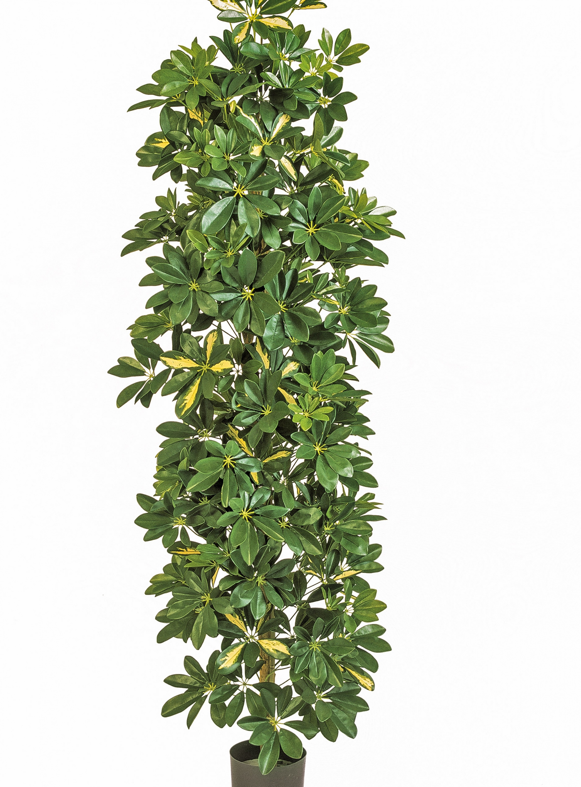 6' VARIEGATED COLUMN SCHEFFLERA 180 cm