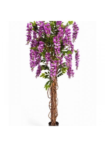 6' WISTERIA LIANA 180 cm