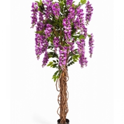6' WISTERIA LIANA 180 cm