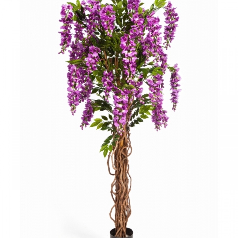 6' WISTERIA LIANA 180 cm