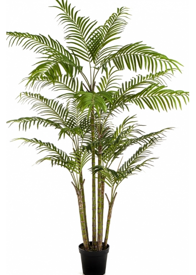 7' Bamboo Palm 215 cm