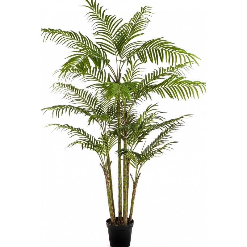 7' Bamboo Palm 215 cm
