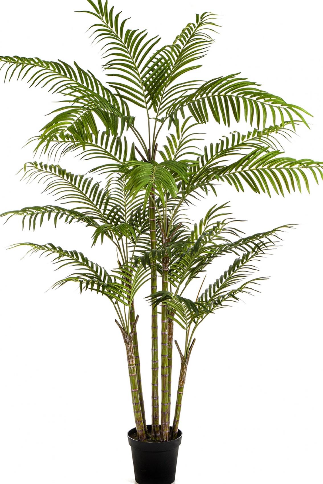 7' Bamboo Palm 215 cm