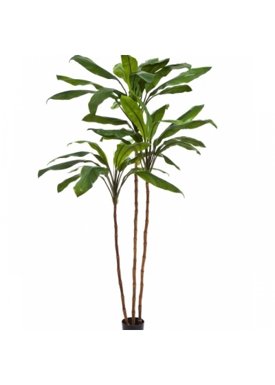 7' CORDYLINE FRUCTICOSA TREE 210 cm