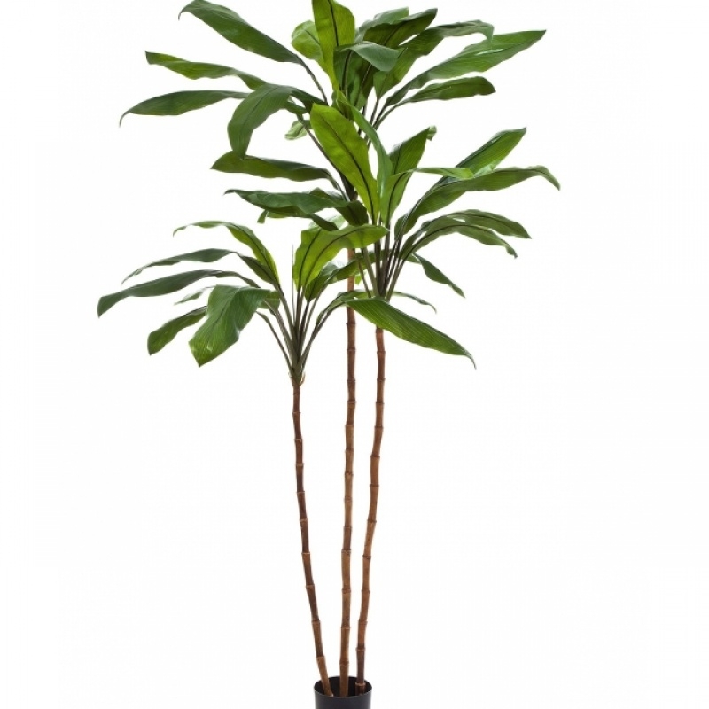 7' CORDYLINE FRUCTICOSA TREE 210 cm