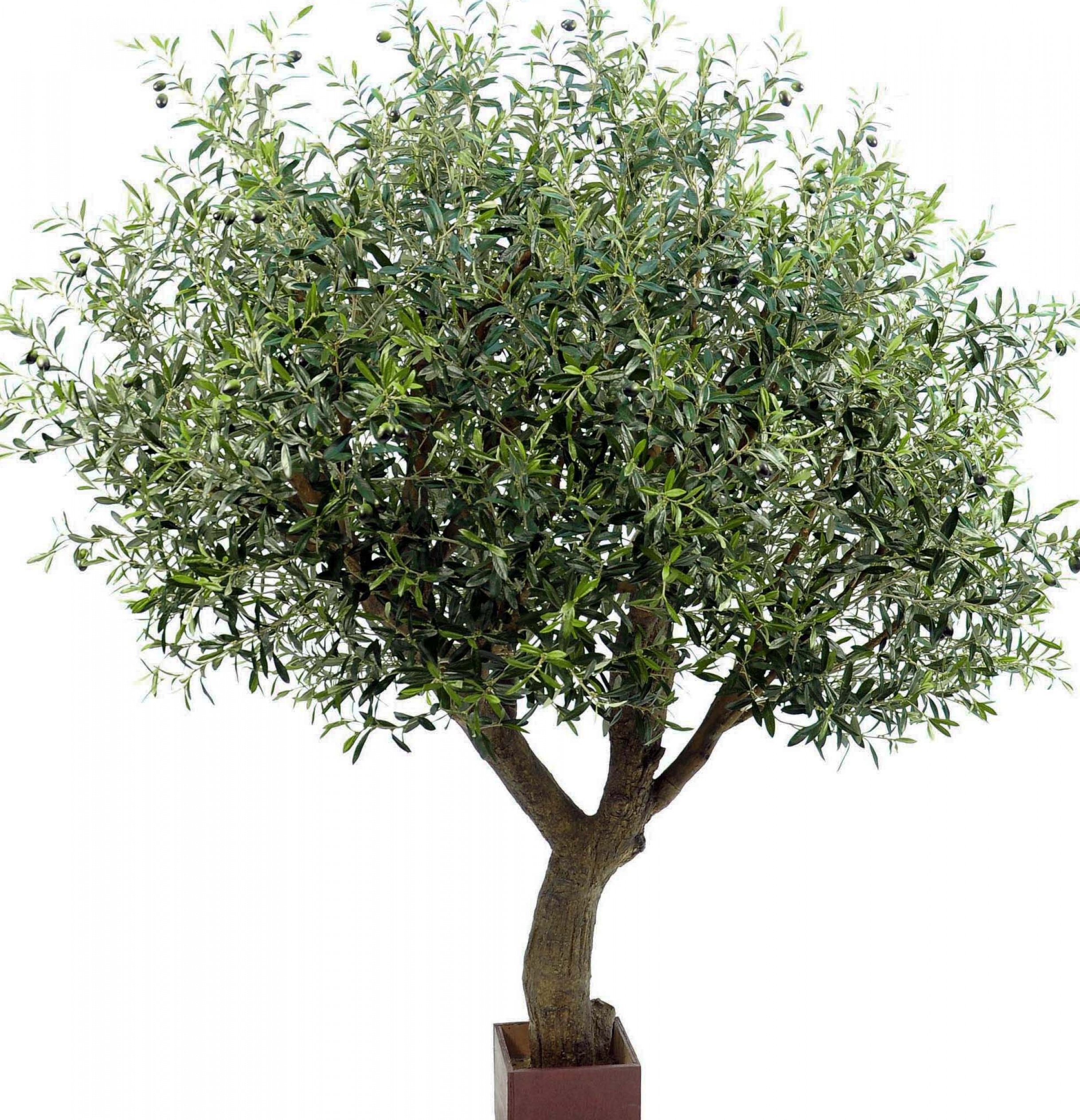 7' Natural Olive Tree Poly Trunk with Fruits 210-270 cm