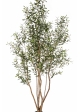 7' Olive Tree w/Fruits Wild Trunk 220 cm