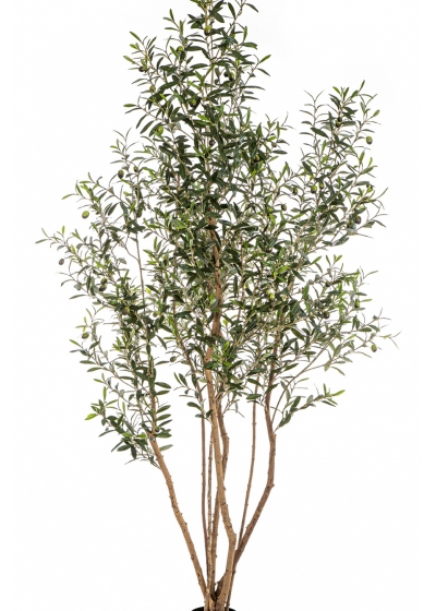 7' Olive Tree w/Fruits Wild Trunk 220 cm