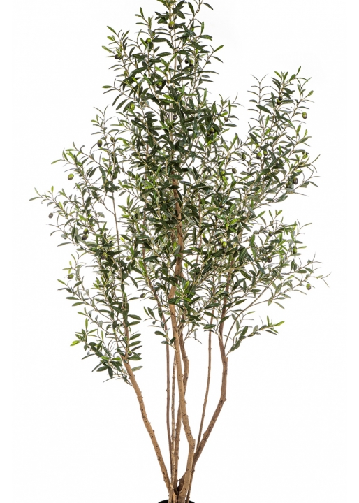 7' Olive Tree w/Fruits Wild Trunk 220 cm