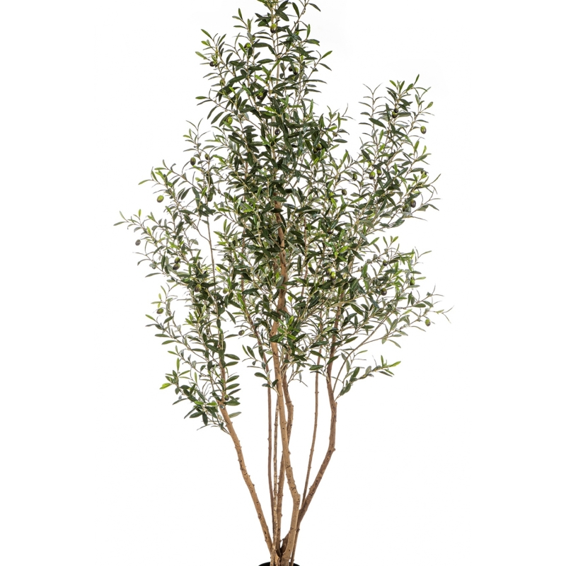 7' Olive Tree w/Fruits Wild Trunk 220 cm
